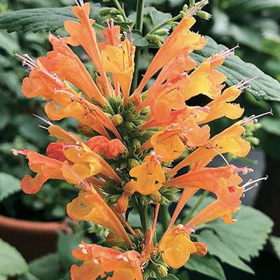 Agastache POQUITO® 'Orange'