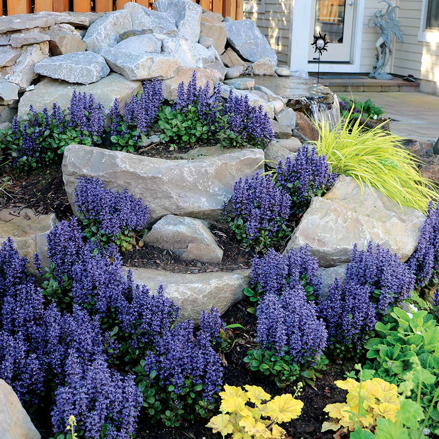 Ajuga 'Blueberry Muffin'