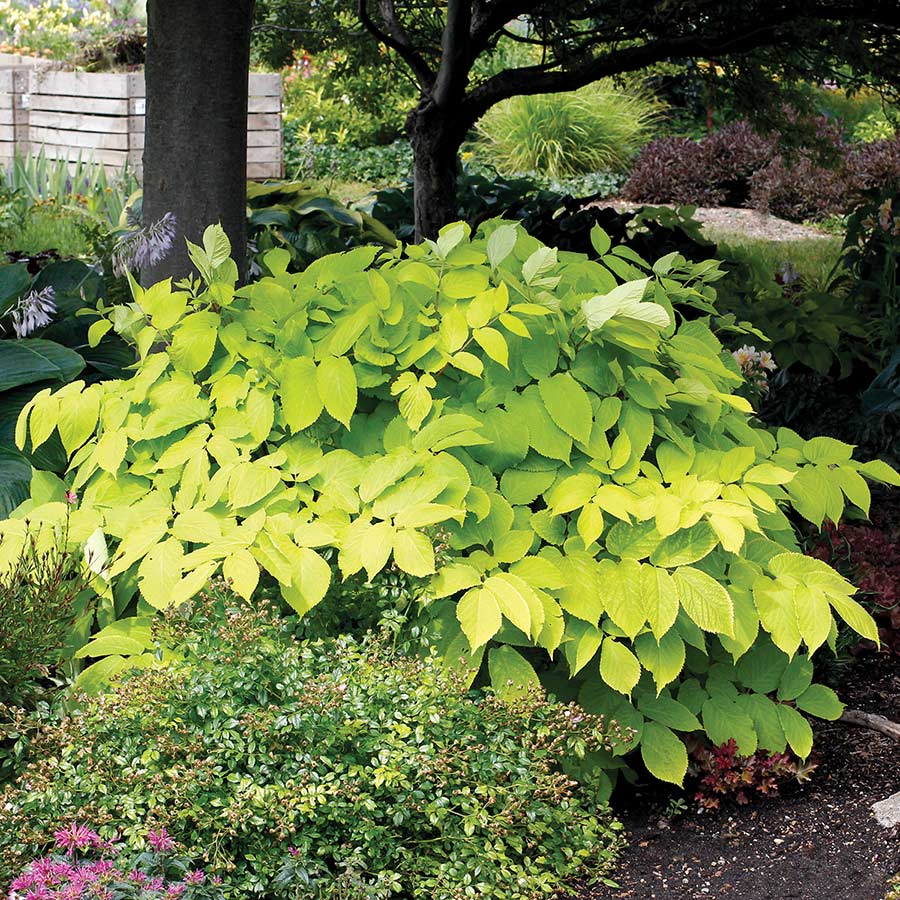 Aralia 'Sun King'