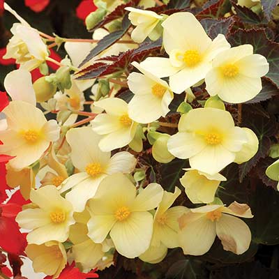 Begonia DAYSTAR™ 'Primrose'