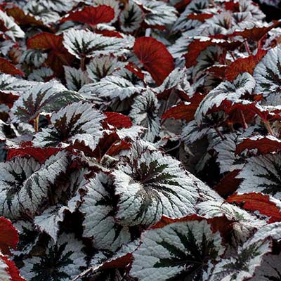 Begonia HOLIDAY™ 'Spirit'