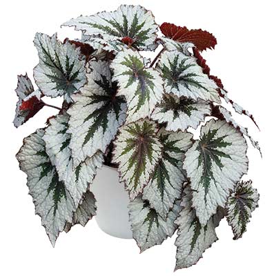 Begonia HOLIDAY™ 'Spirit'