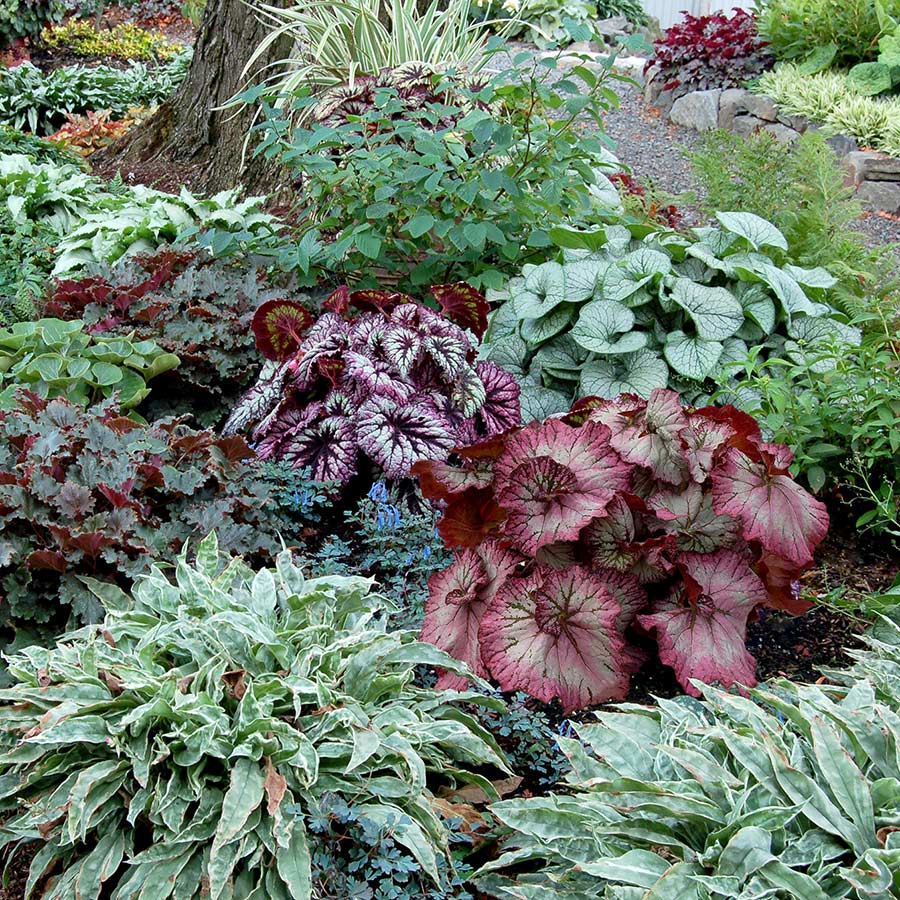 Begonia NAUTILUS™ 'Lilac' | TERRA NOVA® Nurseries, Inc.