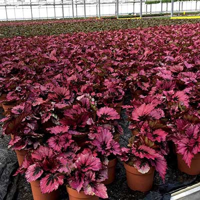 Begonia NAUTILUS™ 'Ruby'