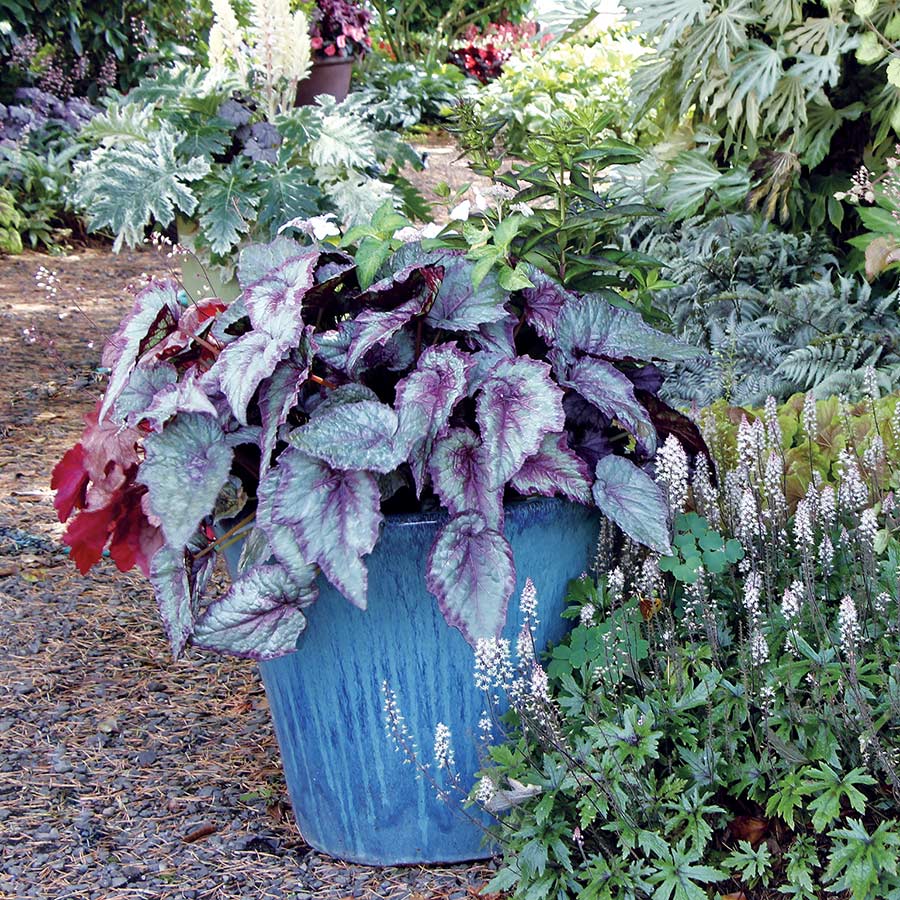 Begonia SHADE ANGEL™ 'Aurora'