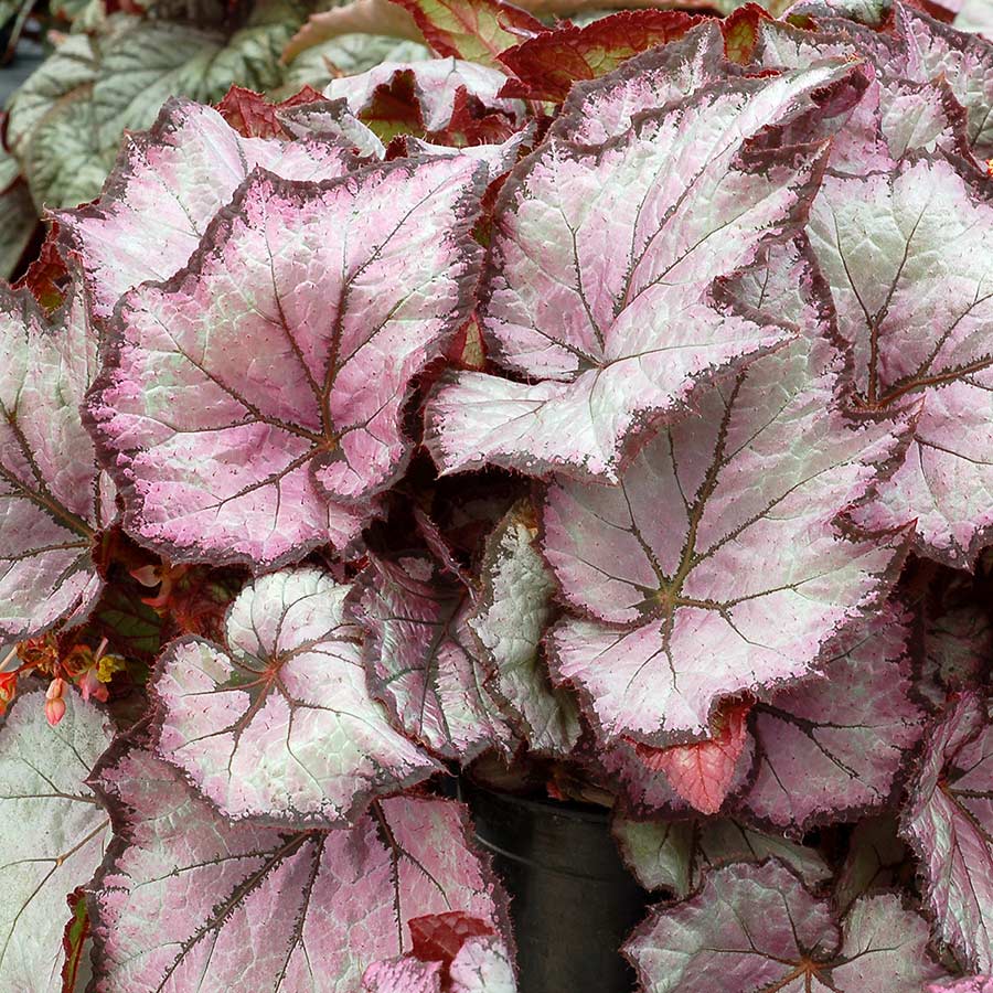 Begonia SHADE ANGEL™ 'Pearl'