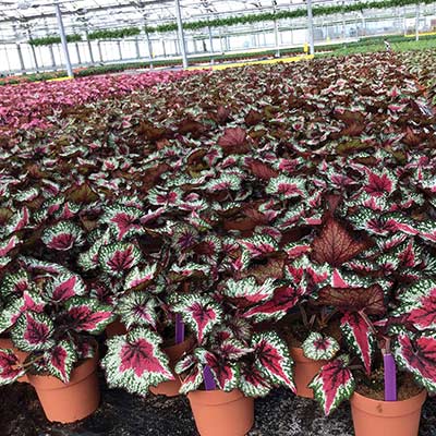 Begonia T REX® 'St. Nick'