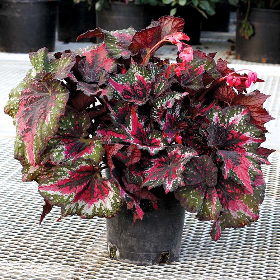 Begonia T-REX™ 'St. Nick' | TERRA NOVA® Nurseries, Inc.