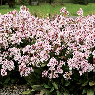 Bergenia DRAGONFLY™ 'Angel Kiss'