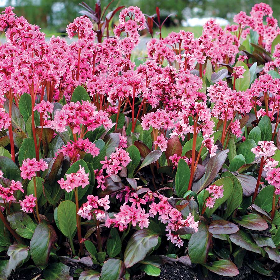 Bergenia 'Spring Fling'