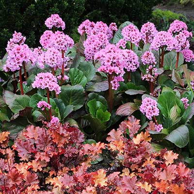 Bergenia 'Spring Fling'