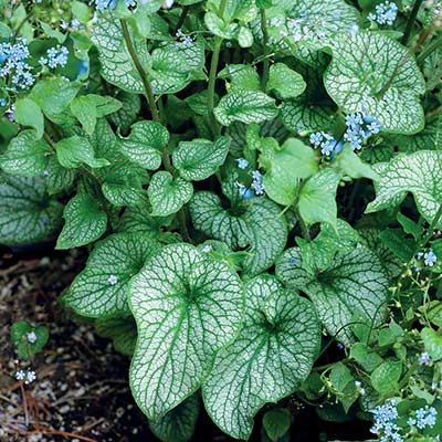 Brunnera ALCHEMY™ 'Pewter'