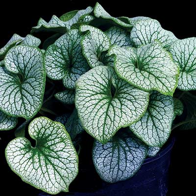 Brunnera ALCHEMY™ 'Pewter'