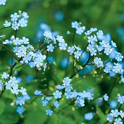 Brunnera ALCHEMY™ 'Pewter'