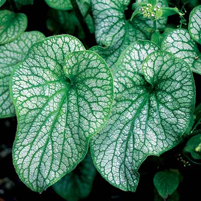 Brunnera ALCHEMY™ 'Pewter'