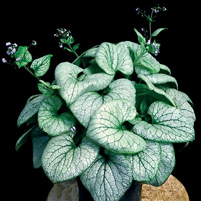 Brunnera ALCHEMY™ 'Silver'