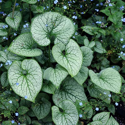 Brunnera ALCHEMY™ 'Silver'