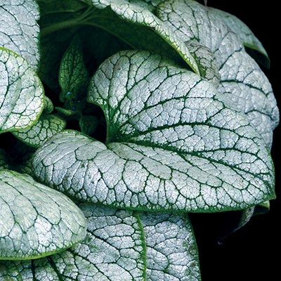 Brunnera ALCHEMY™ 'Silver'