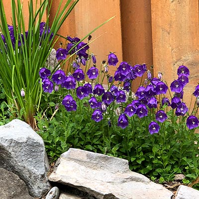 Campanula 'Jelly Bells'