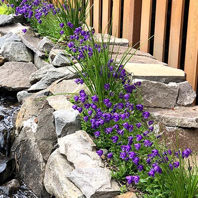 Campanula 'Jelly Bells'