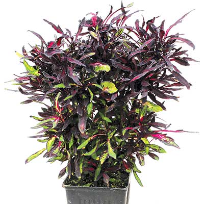 Coleus FANCY FEATHERS™ 'Black'