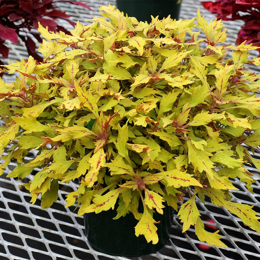 Coleus HIPSTERS™ 'Piper'
