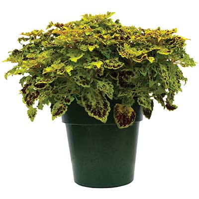 Coleus TERRA NOVA® 'Lavish Lime'