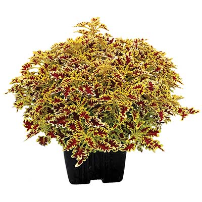 Coleus TERRA NOVA® 'Lovebird'