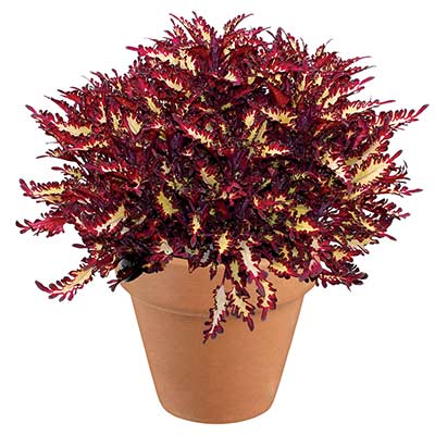 Coleus TERRA NOVA® 'Macaw'