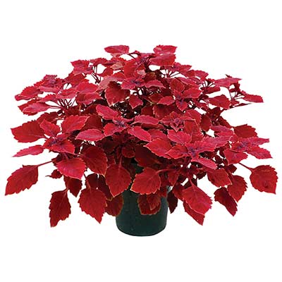 Coleus TERRA NOVA® 'Maharaja'