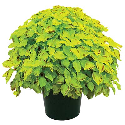 Coleus TERRA NOVA® 'Pepperpot'