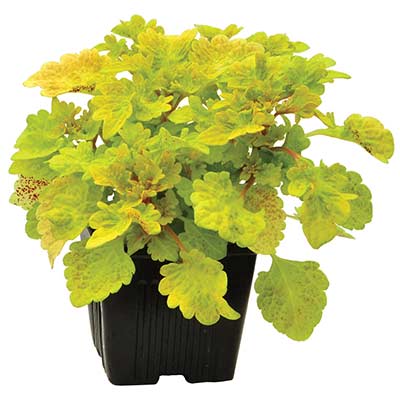 Coleus TERRA NOVA® 'Peridot'