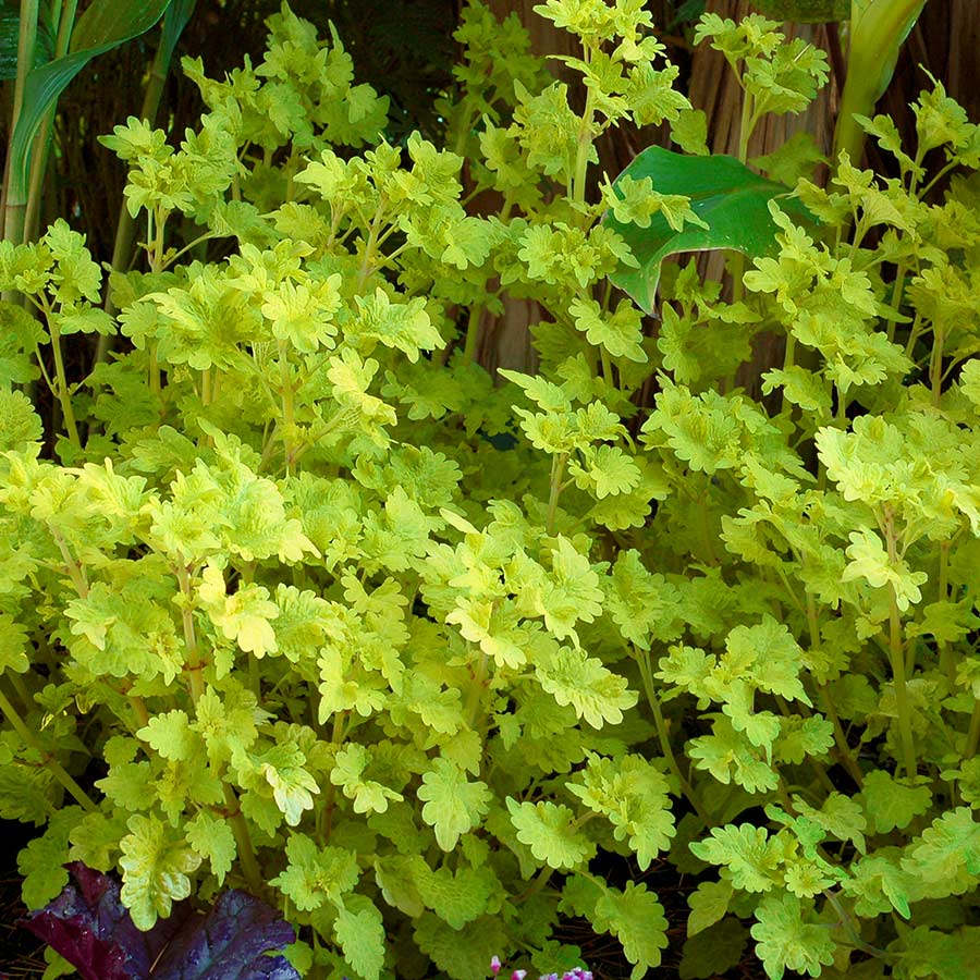 Coleus TERRA NOVA® 'Peridot'