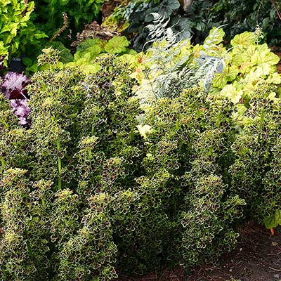 Coleus TIDBITS™ 'Tammy'