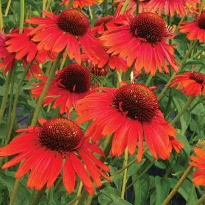 Echinacea 'Hot Lava'