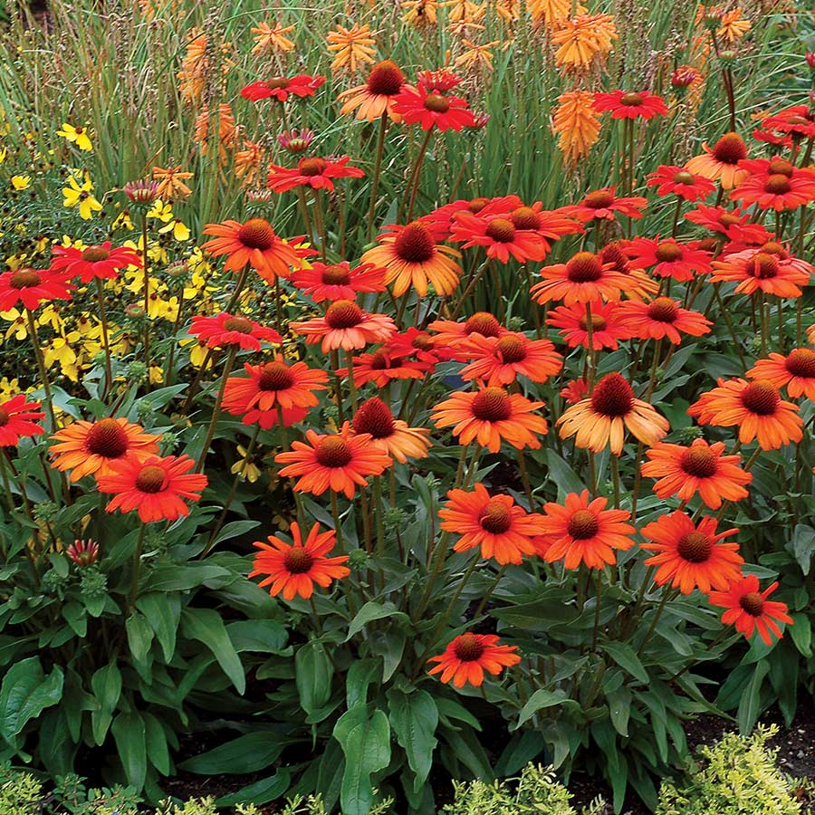 Echinacea KISMET™ Intense Orange