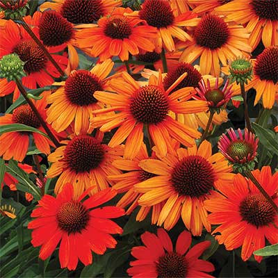 Echinacea KISMET® 'Intense Orange'