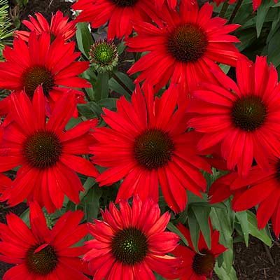 Echinacea KISMET® 'Red'