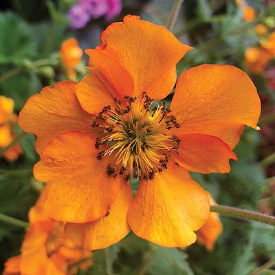 Geum 'Fire Storm'