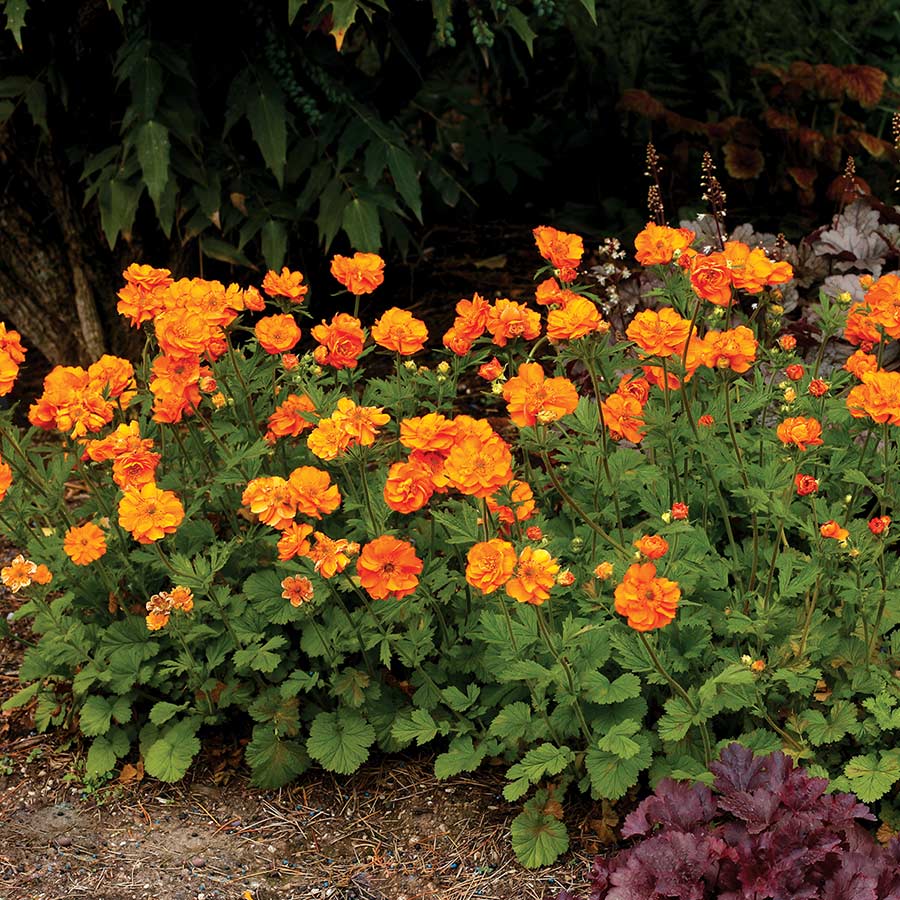 Geum Fire Storm Terra Nova Nurseries Inc