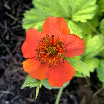 Geum 'Sunkissed Lime'