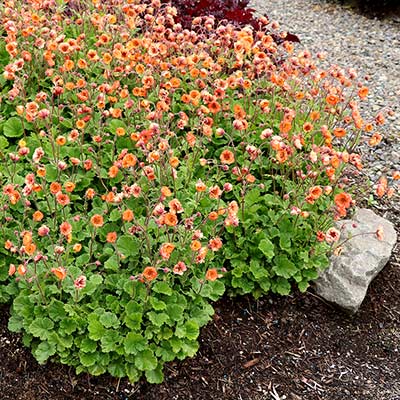 Geum TEMPO™ 'Orange'