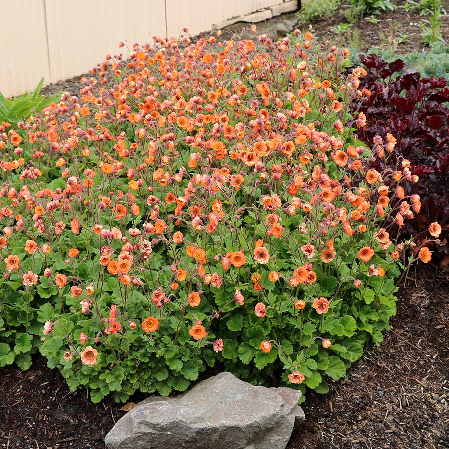 Geum TEMPO™ 'Coral'