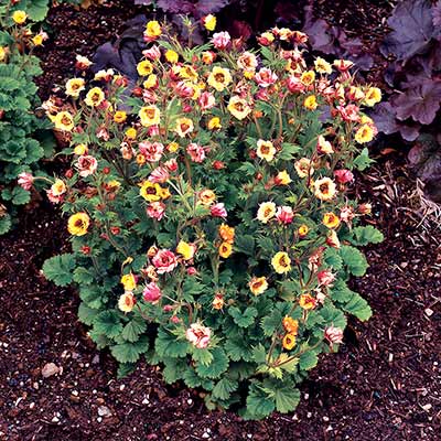 Geum TEMPO™ 'Yellow'