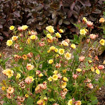 Geum TEMPO™ 'Yellow'