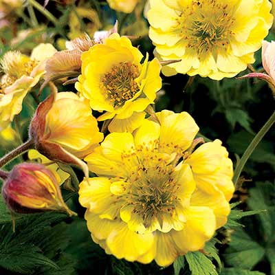 Geum TEMPO™ 'Yellow'