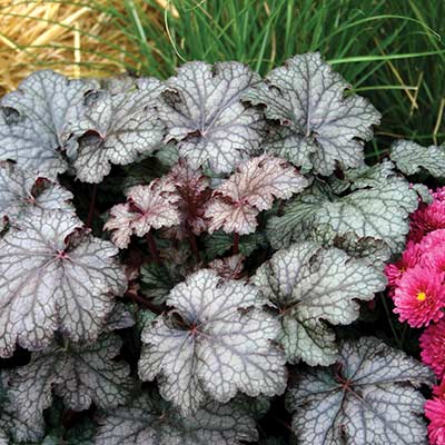 Heuchera 'Amethyst Myst'