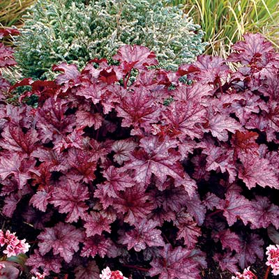 Heuchera 'Amethyst Myst'