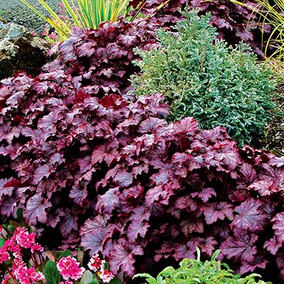 Heuchera 'Amethyst Myst'