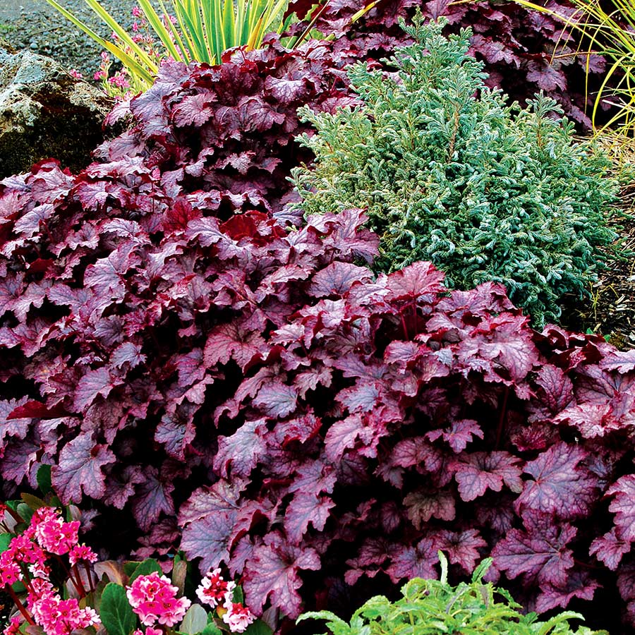 Heuchera 'Amethyst Myst'